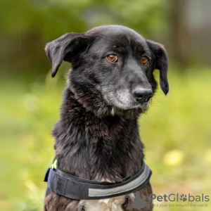 Photo №2 de l'annonce № 90701 de la vente chien bâtard - acheter à Fédération de Russie annonce privée