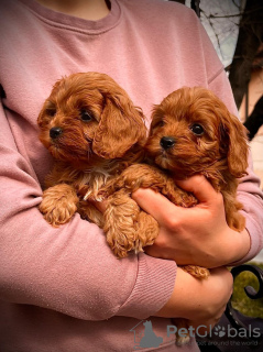 Photo №4. Je vais vendre cavalier king charles spaniel en ville de Zrenjanin. éleveur - prix - négocié