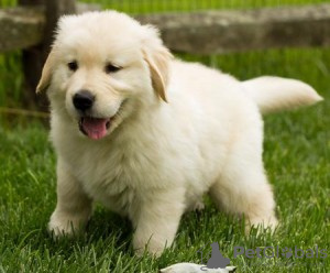 Photo №1. golden retriever - à vendre en ville de Corona | Gratuit | Annonce №124105