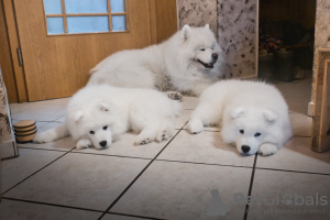 Photos supplémentaires: Chiots Samoyèdes de race pure