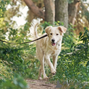 Photo №4. Je vais vendre chien bâtard en ville de Rivière moscou. annonce privée - prix - Gratuit