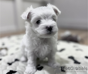 Photo №1. bichon maltais - à vendre en ville de Bruxelles | 200€ | Annonce №123530