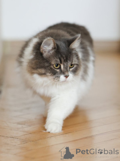 Photo №2 de l'annonce № 151212 de la vente  - acheter à Fédération de Russie annonce privée