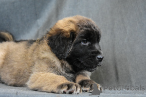 Photo №3. Léonberger. Filles. Biélorussie