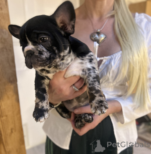 Photo №1. bouledogue - à vendre en ville de Innsbruck | négocié | Annonce №160938