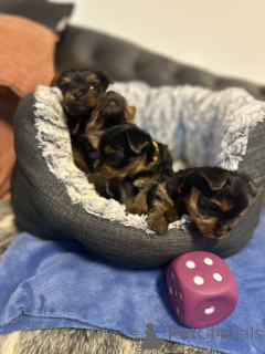 Photo №3. Dice Yorkie на продаж. USA