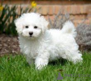 Photo №1. bichon à poil frisé - à vendre en ville de Vienna | négocié | Annonce №124807