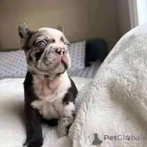 Photo №2 de l'annonce № 163567 de la vente  - acheter à Belgique 