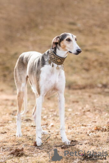 Photo №1. lévrier greyhound - à vendre en ville de Birmingham | 1900€ | Annonce №125927