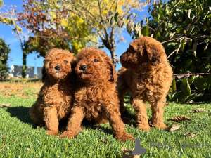 Photo №1. caniche (jouet) - à vendre en ville de Berlin | négocié | Annonce №160830