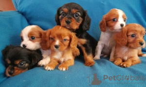 Photo №1. cavalier king charles spaniel - à vendre en ville de Bucharest | 350€ | Annonce №125736