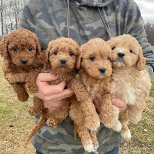 Photo №1. labradoodle - à vendre en ville de Helsinki | 450€ | Annonce №123836