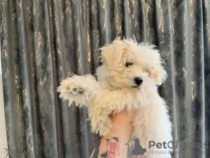 Photo №3. Bébés bisons frisés. La Roumanie