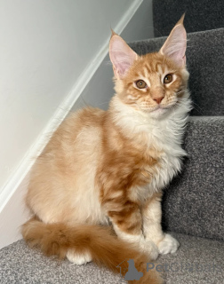 Photo №4. Je vais vendre maine coon en ville de Augusta. annonce privée - prix - négocié