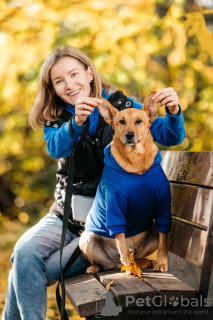 Photo №2 de l'annonce № 126889 de la vente chien bâtard - acheter à Fédération de Russie annonce privée, de l'abri
