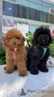 Photo №1. caniche (jouet) - à vendre en ville de Luxembourg | 1000€ | Annonce №161575