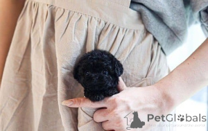 Photo №1. caniche (jouet) - à vendre en ville de Berikon | 250€ | Annonce №177665