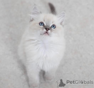 Photo №1. ragdoll - à vendre en ville de Mülheim-Kärlich | 350€ | Annonce № 150882