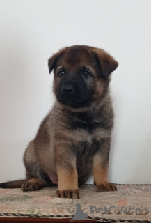 Photo №3. chiots berger allemand. Israël