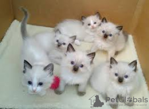 Photo №1.  - à vendre en ville de Berlin | Gratuit | Annonce № 133429