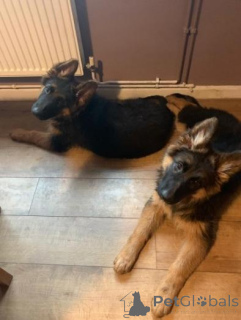 Photo №2 de l'annonce № 160005 de la vente berger allemand - acheter à La Lettonie annonce privée