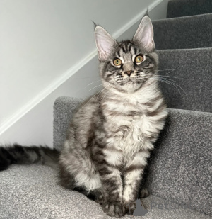 Photo №2 de l'annonce № 158078 de la vente maine coon - acheter à USA annonce privée