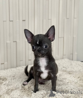 Photo №1. chien bâtard - à vendre en ville de Tennessee City | 969€ | Annonce №167335