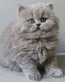 Photo №2 de l'annonce № 165316 de la vente british shorthair - acheter à Belgique 