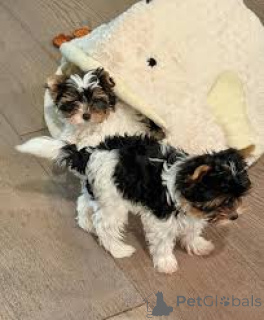 Photo №1. yorkshire terrier - à vendre en ville de Ville de Londres | 700€ | Annonce №165560