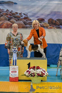 Photo №1. beagle - à vendre en ville de Irkoutsk | 755€ | Annonce №149741