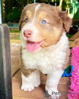 Photo №1. border collie - à vendre en ville de Saint-Pétersbourg | 450€ | Annonce №101148