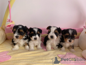 Photo №3. Chiots Yorkshire Terrier à vendre ici. Allemagne