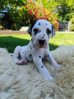 Photo №4. Je vais vendre dalmatien en ville de Helsinki. annonce privée - prix - Gratuit