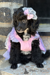 Photo №1. caniche (nain) - à vendre en ville de Belgrade | négocié | Annonce №143474