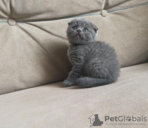 Photo №2 de l'annonce № 106484 de la vente scottish fold - acheter à République Tchèque 