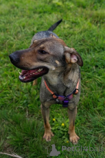 Photo №2 de l'annonce № 114218 de la vente chien bâtard - acheter à Fédération de Russie annonce privée