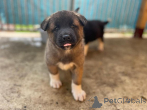 Photo №1. akita (chien) - à vendre en ville de Saiberjay | négocié | Annonce №173377