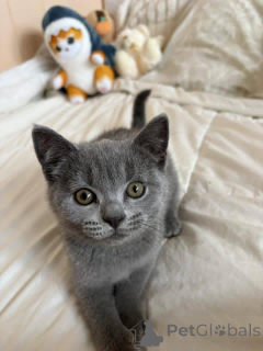 Photo №1. british shorthair - à vendre en ville de Helsinki | 350€ | Annonce № 165164