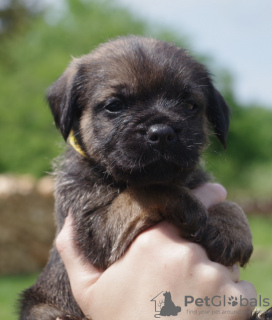 Photo №4. Je vais vendre border terrier en ville de Szczecinek. éleveur - prix - 1300€