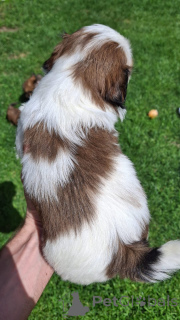 Photo №3. Chiots de race pure de race shi-tzu.. Lituanie