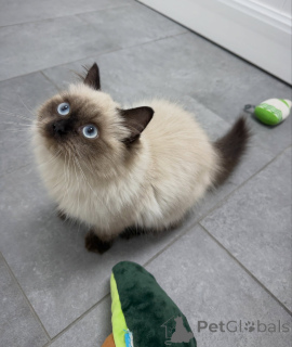 Photo №1. ragdoll - à vendre en ville de Zürich | négocié | Annonce № 174846