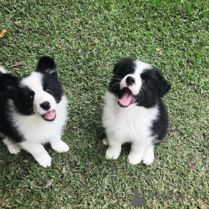 Photo №1. border collie - à vendre en ville de Bochum | 350€ | Annonce №171427
