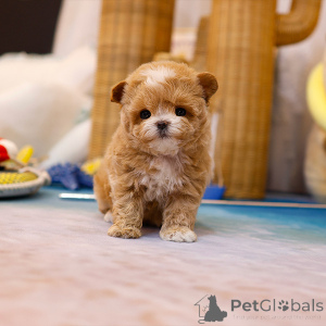 Photo №2 de l'annonce № 152210 de la vente maltipu - acheter à USA éleveur