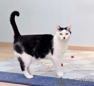 Photo №3. Le chat affectueux Patrick cherche une famille.. Fédération de Russie