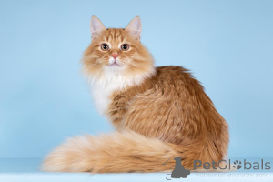 Photo №4. Je vais vendre  en ville de Khimki. de l'abri - prix - Gratuit