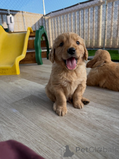 Photo №3. De jolis chiots Golden Retriever disponibles maintenant. République Tchèque