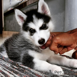 Photo №1. husky de sibérie - à vendre en ville de Seydisfjordur | négocié | Annonce №116758