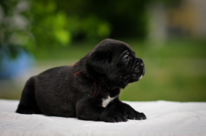 Photo №4. Je vais vendre cane corso en ville de Tchernigov. annonce privée, de la fourrière - prix - 208€