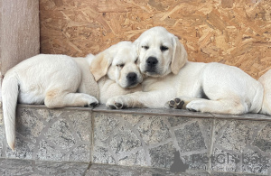 Photos supplémentaires: Chiots labrador retriever