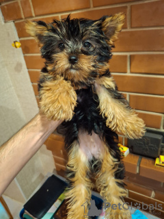 Photo №3. Fille miniature de York.. Estonie